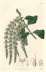 Garrya con hojas elípticas o bellotas sedosas o arbusto de oso de Sydenham Teast Edwards