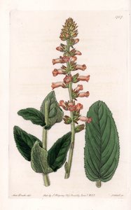 Genera Variete - Placa grabada por S. Watts, de una ilustración de Sarah Anne Drake (1803-1857), del Registro Botánico de Sydenham Edwards (1768-1819), Inglaterra de Sydenham Teast Edwards