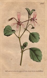 Pelargonium acetosum. Grabado en cobre coloreado a mano de una ilustración botánica de Sydenham Edwards de Sydenham Teast Edwards