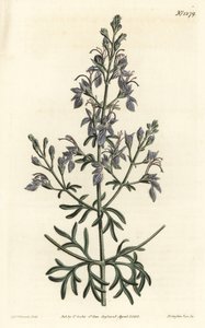 Teucrium orientale. Grabado en cobre coloreado a mano por F. Sansom Jr. después de una ilustración de Sydenham Edwards de la Revista Botánica de William Curtis, T. Curtis, Londres de Sydenham Teast Edwards