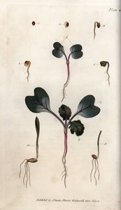 Germinación de semillas de rábano, trigo común y cebada común. Grabado en cobre coloreado, ilustración de Sydenham Edwards (1768-1819) para las Conferencias de Botánica, Jardín Botánico de Lambeth (Inglaterra) de Sydenham Teast Edwards