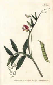 Guisante de olor español, Lathyrus clymenum de Sydenham Teast Edwards