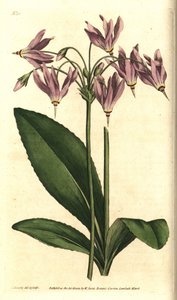 Giroselle de Virginia de Sydenham Teast Edwards