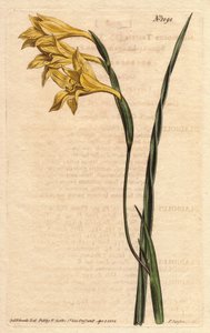 Gladiolus tristis. Grabado en cobre coloreado a mano de una ilustración botánica de Sydenham Edwards de la Revista Botánica de William Curtis 1790-1 de Sydenham Teast Edwards