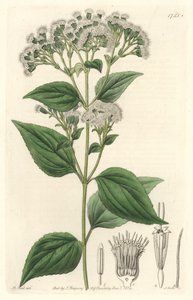 Eupatorio glandular, nativo de México - Placa grabada por S. Watts de una ilustración de M. Mart, del Registro Botánico de Sydenham Teast Edwards