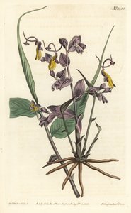 Globba radicalis (Opera girls, Mantisia saltatoria). Grabado en cobre coloreado a mano por F. Sansom Jr. después de una ilustración de Sydenham Edwards de la Revista Botánica de William Curtis, T. Curtis, Londres de Sydenham Teast Edwards