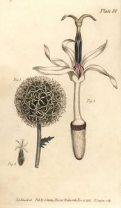 Cardo globo, Echinops sphaerocephalus de Sydenham Teast Edwards