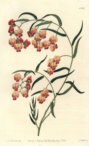 Dillwynia de hojas de glicina, Dillwynia glycinifolia. Grabado en cobre coloreado a mano por S. Watts después de una ilustración de Sarah Drake del Botanical Register de Sydenham Edwards, Ridgeway, Londres