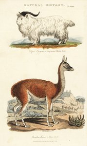 Cabra y llama - Capra aegagrus y Lama glama de Sydenham Teast Edwards