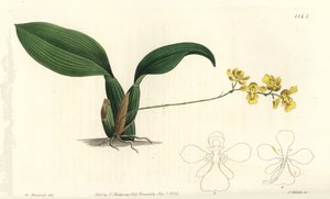 Orquídea Gomesa cornigera - del Registro Botánico de Sydenham Teast Edwards