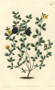 Gompholobium variedad (endémica de Australia) - Gompholobium marginatum de Sydenham Teast Edwards