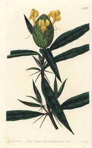 Barleria lupulina de Sydenham Teast Edwards