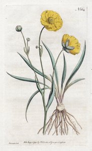 Ranúnculo de hoja de hierba - Litografía de Sydenham Edwards, de la Revista Botánica de William Curtis de Sydenham Teast Edwards