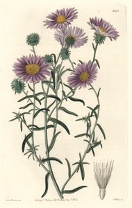 Aster gris, originario de California - S. Watts fuerte agua de una ilustración de Sarah Anne Drake (1803-1857), del Registro Botánico de Sydenham Teast Edwards