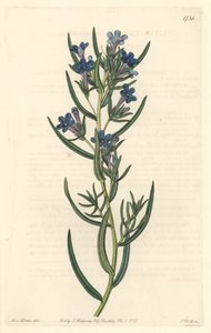 Gremil con hojas de romero, nativo de Sicilia - Agua fuerte por S. Watts de una ilustración de Sarah Anne Drake (1803-1857), del Registro Botánico de Sydenham Teast Edwards