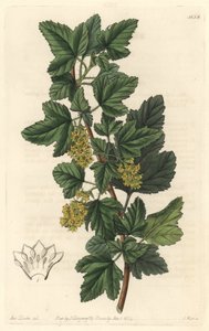 Grosellero, conocido como Gadellier de Siberia (Ribes diacanthum), nativo de Chile de Sydenham Teast Edwards