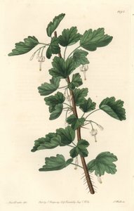 Grosellero, nativo de América del Norte - Placa grabada por S. Watts de una ilustración de Sarah Anne Drake, del Registro Botánico de Sydenham Teast Edwards
