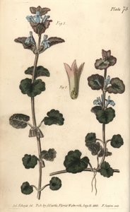Hiedra terrestre de Sydenham Teast Edwards