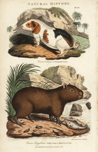 Cobaya y capibara - Cavia porcellus y Hydrochoerus hydrochaeris. Grabado en cobre coloreado a mano después de Sydenham Edwards de la Pantología de John Mason Good, una Nueva Enciclopedia, G. Kearsley, Londres