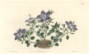 Campanula de hojas peludas, nativa de Italia - Agua fuerte por S. Watts de una ilustración de Sarah Anne Drake, del Registro Botánico de Sydenham Teast Edwards