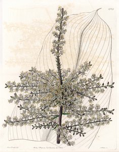 Espinaca hawaiana o caña de la India - Placa grabada por S. Watts, de una ilustración de Sarah Anne Drake (1803-1857), del Botanical Register de Sydenham Edwards (1768-1819), Inglaterra de Sydenham Teast Edwards
