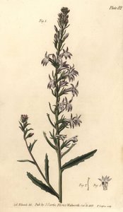 Lobelia de brezo, Lobelia urens, Polygamia monogamia. Grabado en cobre coloreado a mano por F. Sansom de una ilustración botánica de Sydenham Edwards para las Conferencias sobre Botánica de William Curtis, como se impartieron en el Jardín Botánico de Lambe de Sydenham Teast Edwards