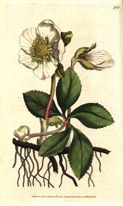 Hellebore negro o rosa de Navidad - Rosa de Navidad o heléboro negro, Helleborus niger. Grabado en cobre coloreado a mano después de una ilustración botánica de Sydenham Edwards del Botanical Magazine de William Curtis, Lambeth Marsh, Londres