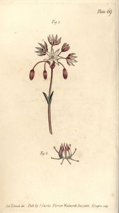 Flor hermafrodita con siete pistilos, Heptagynia, Septas capensis