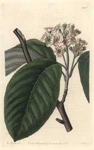 Fresno de montaña del Himalaya - S. Watts Strong Water de una ilustración de Sarah Anne Drake (1803-1857), del Botanical Register
