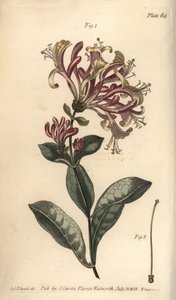 Madreselva, Lonicera caprifolium, Monogynia. Grabado en cobre coloreado a mano por F. Sansom de una ilustración botánica de Sydenham Edwards para las Conferencias sobre Botánica de William Curtis, como se impartieron en el Jardín Botánico de Lambeth de Sydenham Teast Edwards