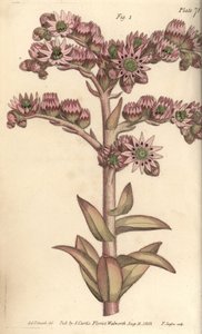 Siempreviva, Sempervivum tectorum, Dodecagynia, flor hermafrodita con 12 pistilos de Sydenham Teast Edwards
