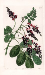 Indigofera Variete - Placa grabada por S. Watts, de una ilustración de Sarah Anne Drake (1803-1857), del Registro Botánico de Sydenham Edwards (1768-1819), Inglaterra