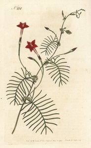 Ipomea quamoclite o quamoclite pennee o ipomea de hoja roja - Vid de ciprés o ipomea de hojas aladas, Ipomoea quamoclit. Grabado en cobre coloreado a mano de Sansom después de una ilustración de Sydenham Edwards del Botanical Magazine de William Curtis, Lo