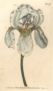 Iris florentina, Iris germanica nothovar de Sydenham Teast Edwards