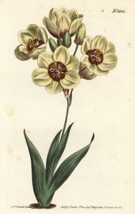 Ixia abbreviata (Ixia manchada de color crema, Ixia maculata v. ochroleuca) de Sydenham Teast Edwards