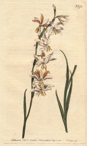 Ixia con venas blancas, amarillas y naranjas. Ixia radiata. Grabado en cobre coloreado a mano de una ilustración botánica de Sydenham Edwards del Botanical Magazine de William Curtis, 1790 de Sydenham Teast Edwards