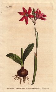 Ixia rosa, Ixia latifolia de Sydenham Teast Edwards