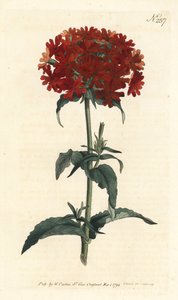Cruz de Jerusalén - Silene chalcedonica de Sydenham Teast Edwards