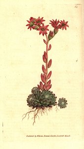 Siempreviva de telaraña, Sempervivum arachnoideum de Sydenham Teast Edwards