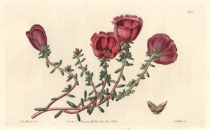 Portulaca de flores grandes o caballero de las once horas, nativo de Chile, del Botanical Register