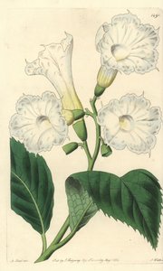 Cordia de flor grande - Cordia grandiflora de Sydenham Teast Edwards