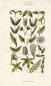  de Sydenham Teast Edwards