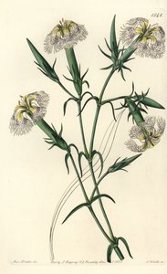 Clavel del Líbano (especie en peligro) de Sydenham Teast Edwards