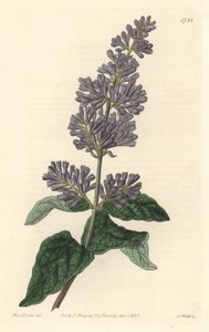 Lila de Hungría - Agua fuerte por S. Watts de una ilustración de Sarah Anne Drake (1803-1857), del Registro Botánico de Sydenham Teast Edwards