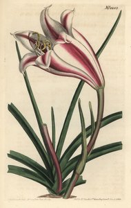 Lirio variedad - Lirio de la costa del Cabo, Crinum ornatum (Amaryllis ornata). Grabado en cobre coloreado a mano por F. Sansom Jr. después de una ilustración de Sydenham Edwards del Botanical Magazine de William Curtis, T. Curtis, Londres de Sydenham Teast Edwards