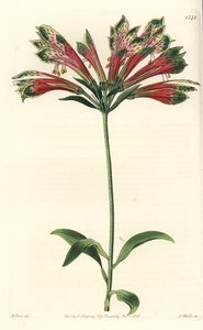 Lirio de los Incas o Perú - del Registro Botánico de Sydenham Teast Edwards