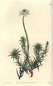 Sphenotoma de hojas largas, del Registro Botánico de Sydenham Edwards