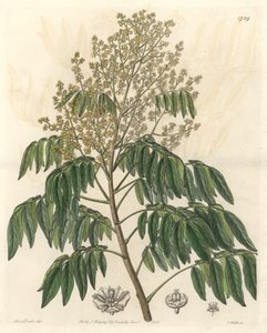 Longanier, originario de China - S. Watts agua fuerte de una ilustración de Sarah Anne Drake (1803-1857), del Registro Botánico de Sydenham Teast Edwards