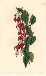 Fucsia de Magallanes - del Registro Botánico de Sydenham Teast Edwards