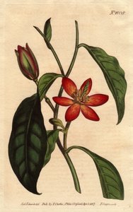 Magnolia de tallo marrón, Magnolia fuscata de Sydenham Teast Edwards